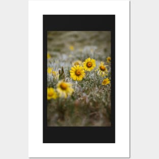 Mountain Wildflowers Posters and Art